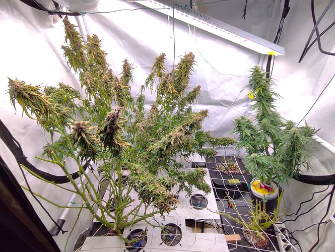 Growreport Bild 1