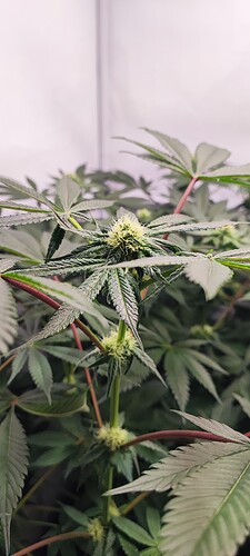 Growreport Bild 9