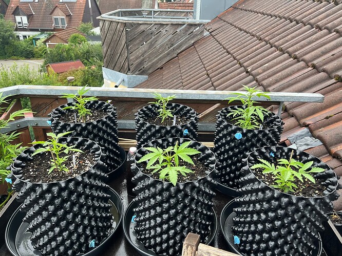 Growreport Bild 4