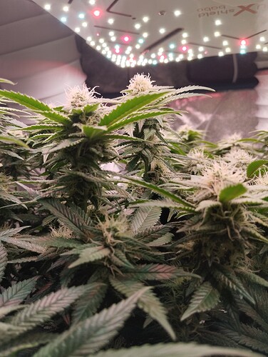 IMG_20250210_180053 - Kopie