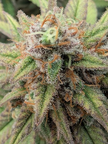 Growreport Bild 3