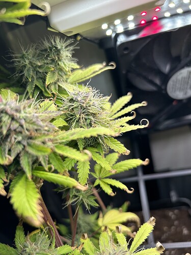Growreport Bild 3