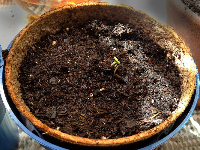 Grow26_0513_1_SR3