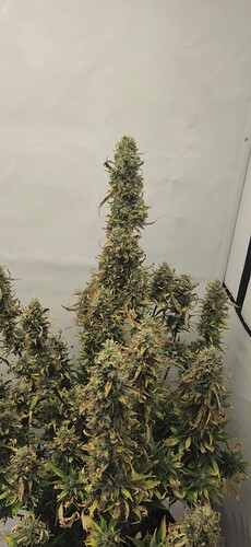 Growreport Bild 2