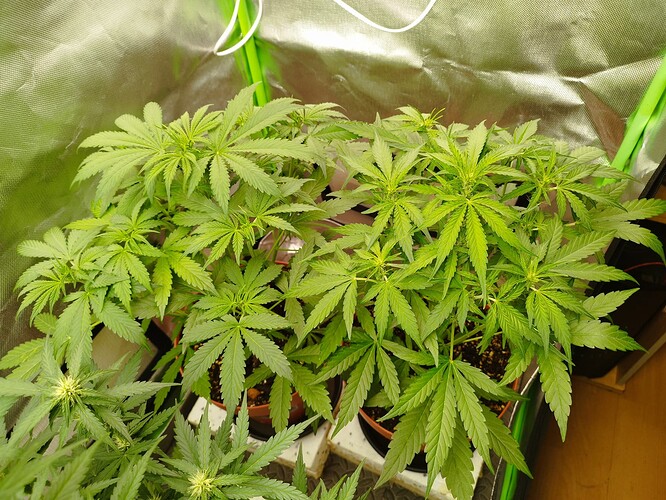 Mehrere junge Cannabispflanzen in einem Zelt, die sich im frühen Wachstumsstadium befinden und viele grüne Blätter aufweisen.