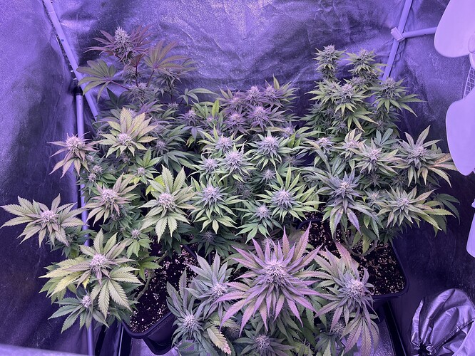 Growreport Bild 9