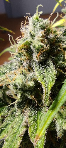 Growreport Bild 39