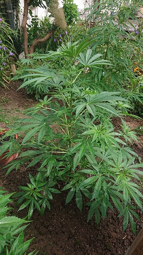 Growreport Bild 18
