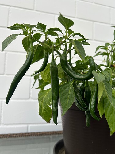 Growreport Bild 55