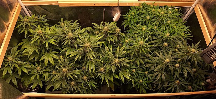 Growreport Bild 1
