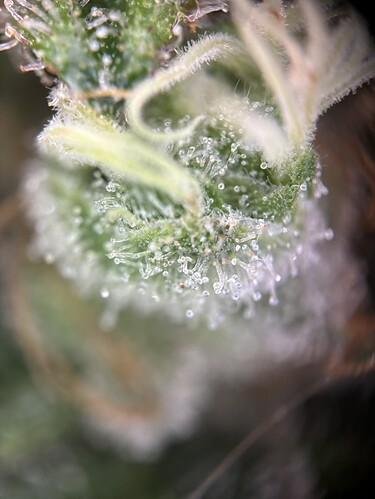 Growreport Bild 38