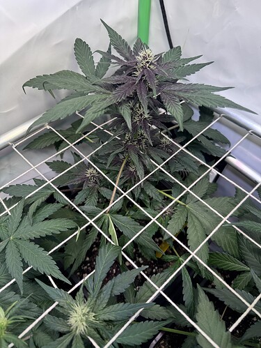 Growreport Bild 10
