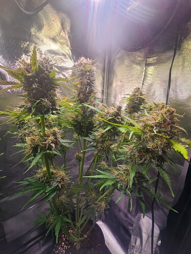 Growreport Bild 31