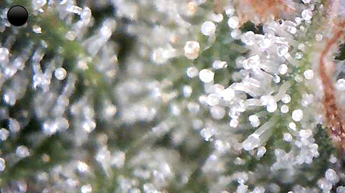Growreport Bild 24