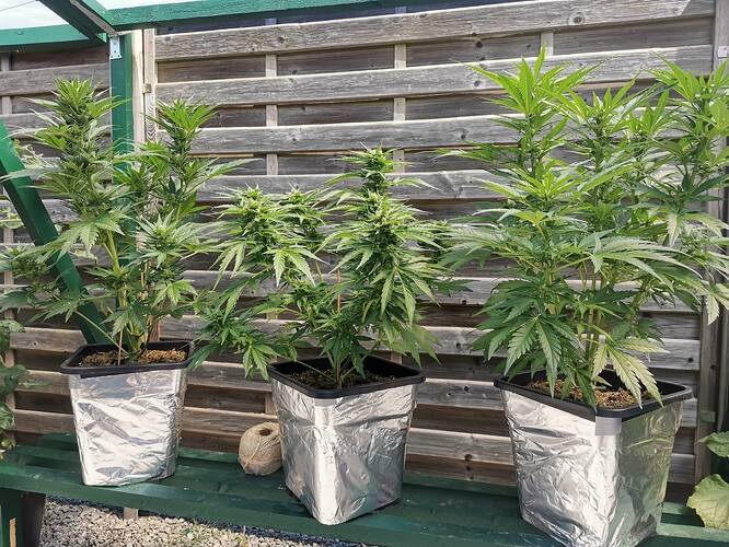 AH auto, 30.06.25 (7)