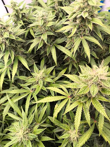 Growreport Bild 17