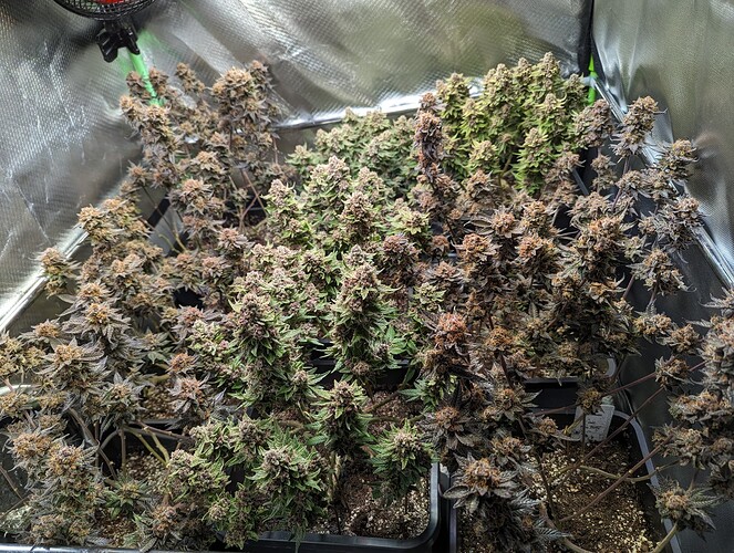 Growreport Bild 2