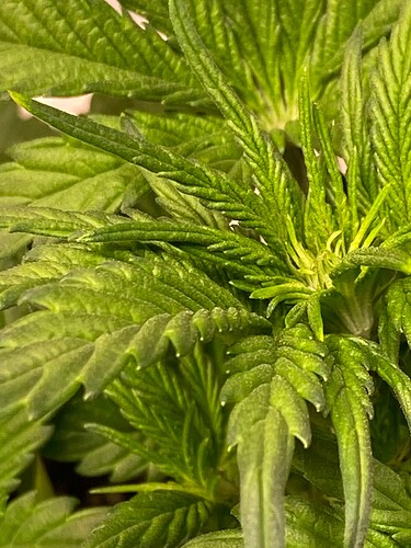 Growreport Bild 3
