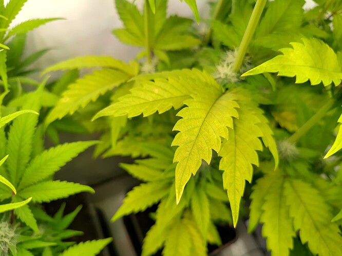 Growreport Bild 3