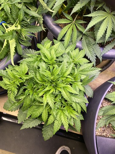 Growreport Bild 80