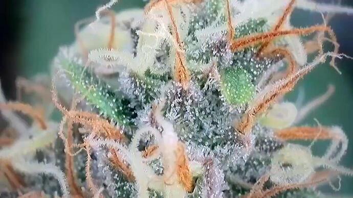 Growreport Bild 16