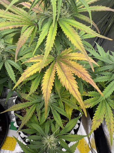 Growreport Bild 9