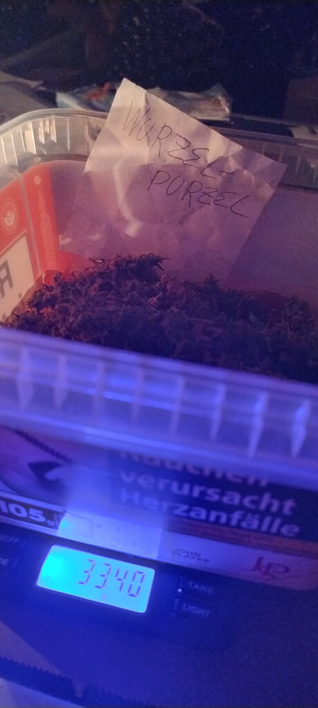 Teil 1 Kraken Style macht mich Geil + Airpott Gieß Tutorial & Teil 2 Die Rache der Killerkrake 🐙 Sensi Skunk Feminisiert Gerüst/Kraken LST