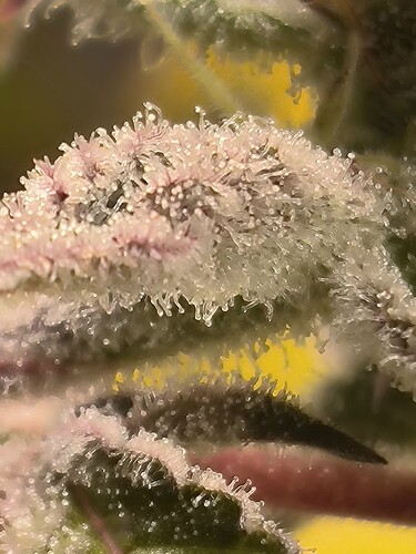 da1249108994c721c28fb65481ed049377b65511