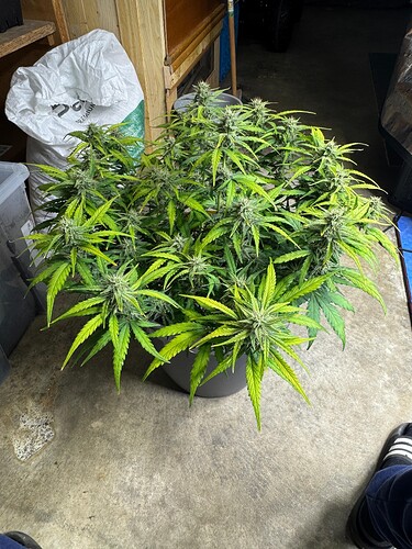Growreport Bild 2
