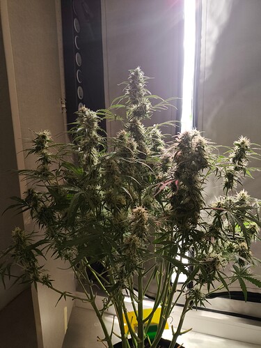 Growreport Bild 17