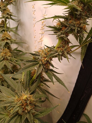 IMG_20240730_032242_622