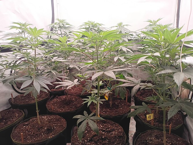 Growreport Bild 20