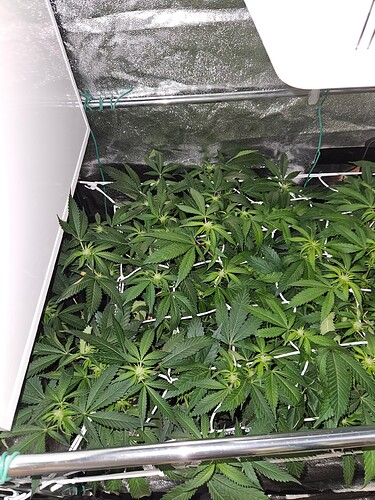 Growreport Bild 17
