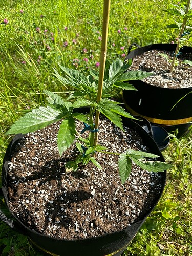 Growreport Bild 1