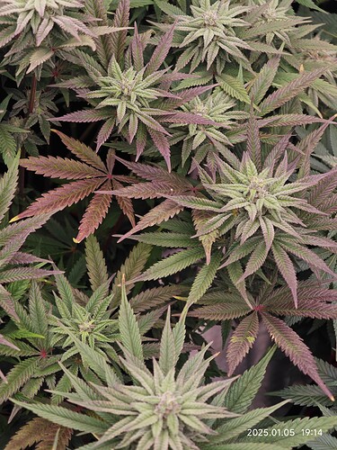Growreport Bild 25