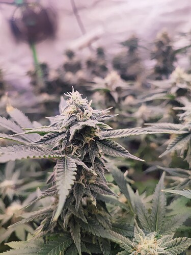 Growreport Bild 31