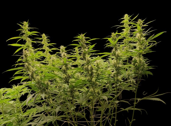 Growreport Bild 13