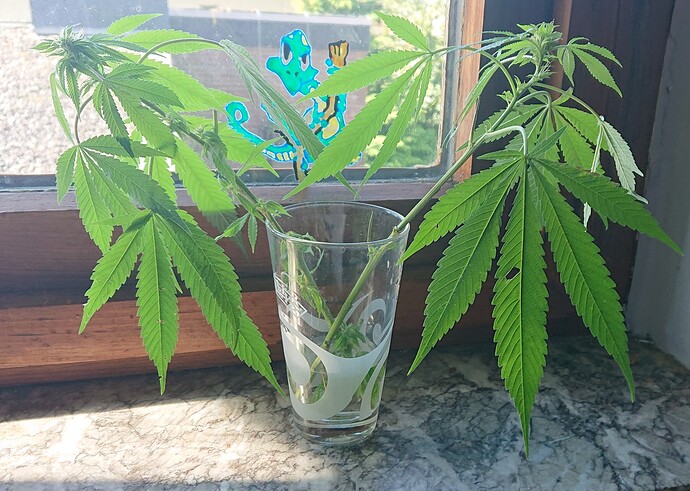Growreport Bild 5
