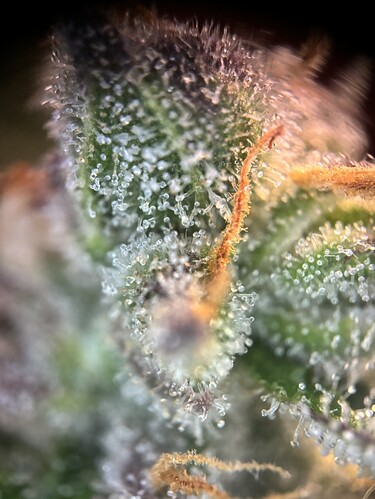 Growreport Bild 91