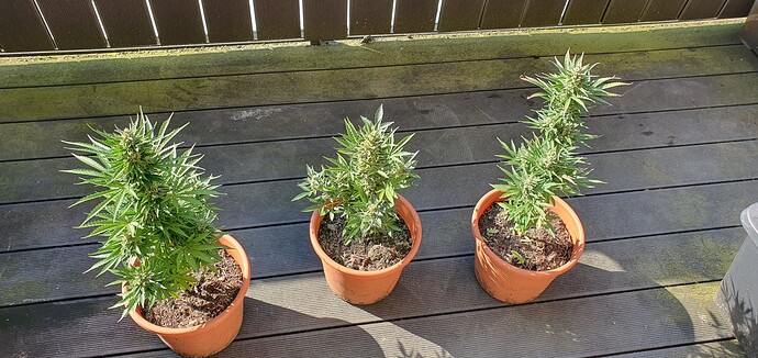 Growreport Bild 1