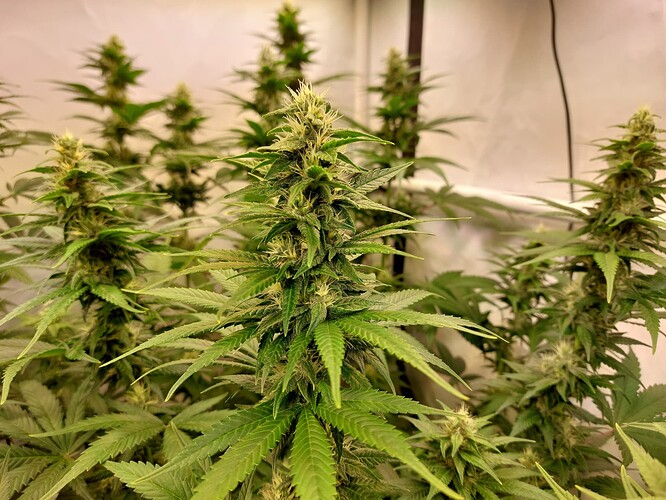 Growreport Bild 4