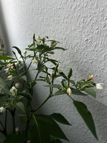 Growreport Bild 23