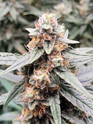 Growreport Bild 22
