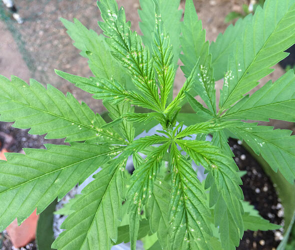 Grow26_0618_3