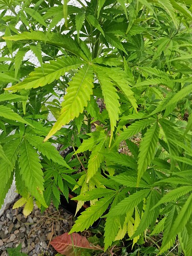 Growreport Bild 50