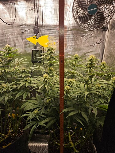 Growreport Bild 17
