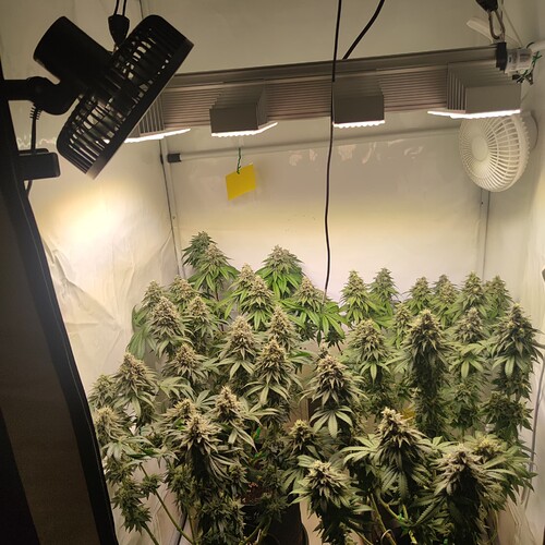 Growreport Bild 9