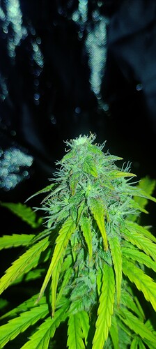 Growreport Bild 2
