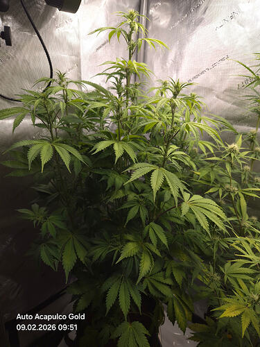 Eine Cannabis-Pflanze in einem Growzelt, identifiziert als Auto Acapulco Gold.