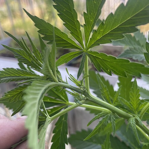 Growreport Bild 6